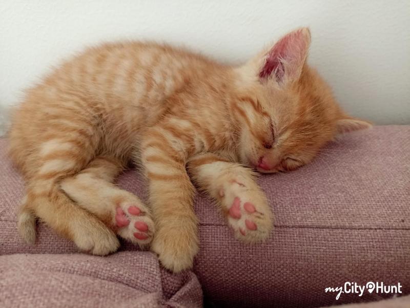 myCityHunt Speurtocht 14